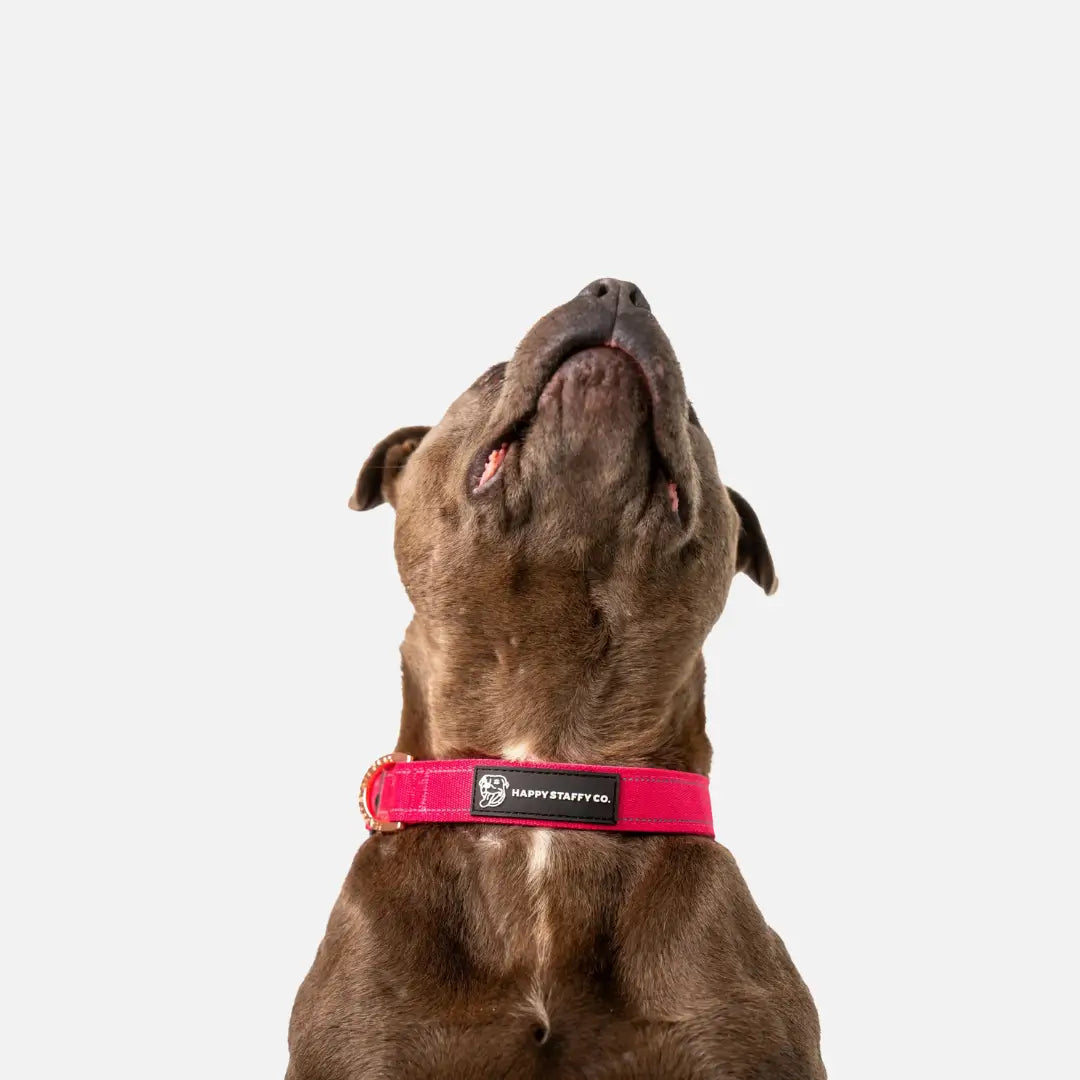 Durable Staffy Collar