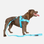 Walkies Starter Pack