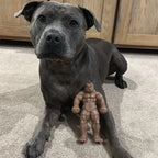 Staffy Balboa