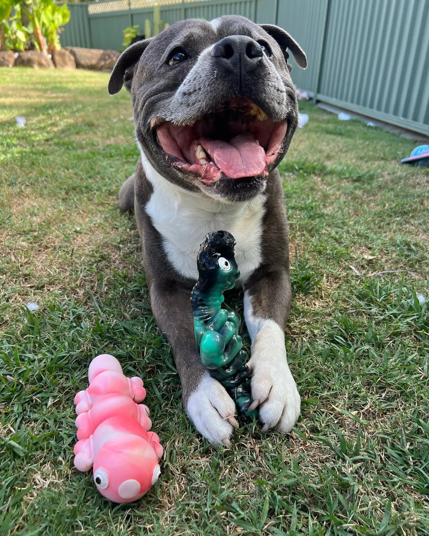 Chewzilla Sea Chomper