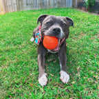 Happy Staffy Duraball