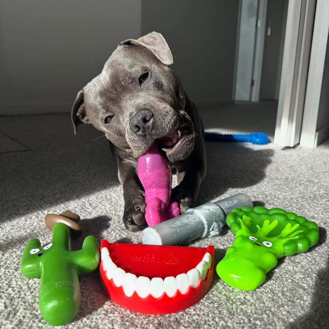 Treat & Toy Combo (Chewzilla®)