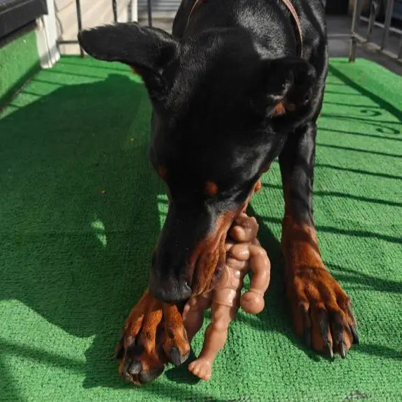 Staffy Schwarzenegger