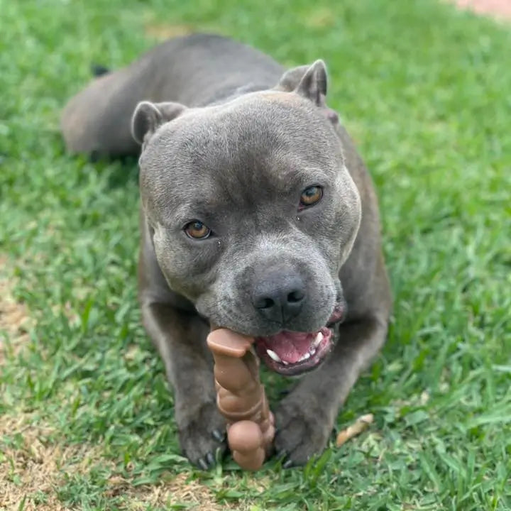 Staffy Schwarzenegger