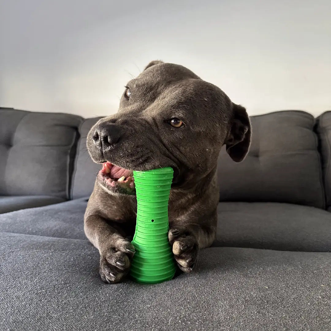 Crocodile Dental Chew