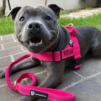Walkies Starter Pack