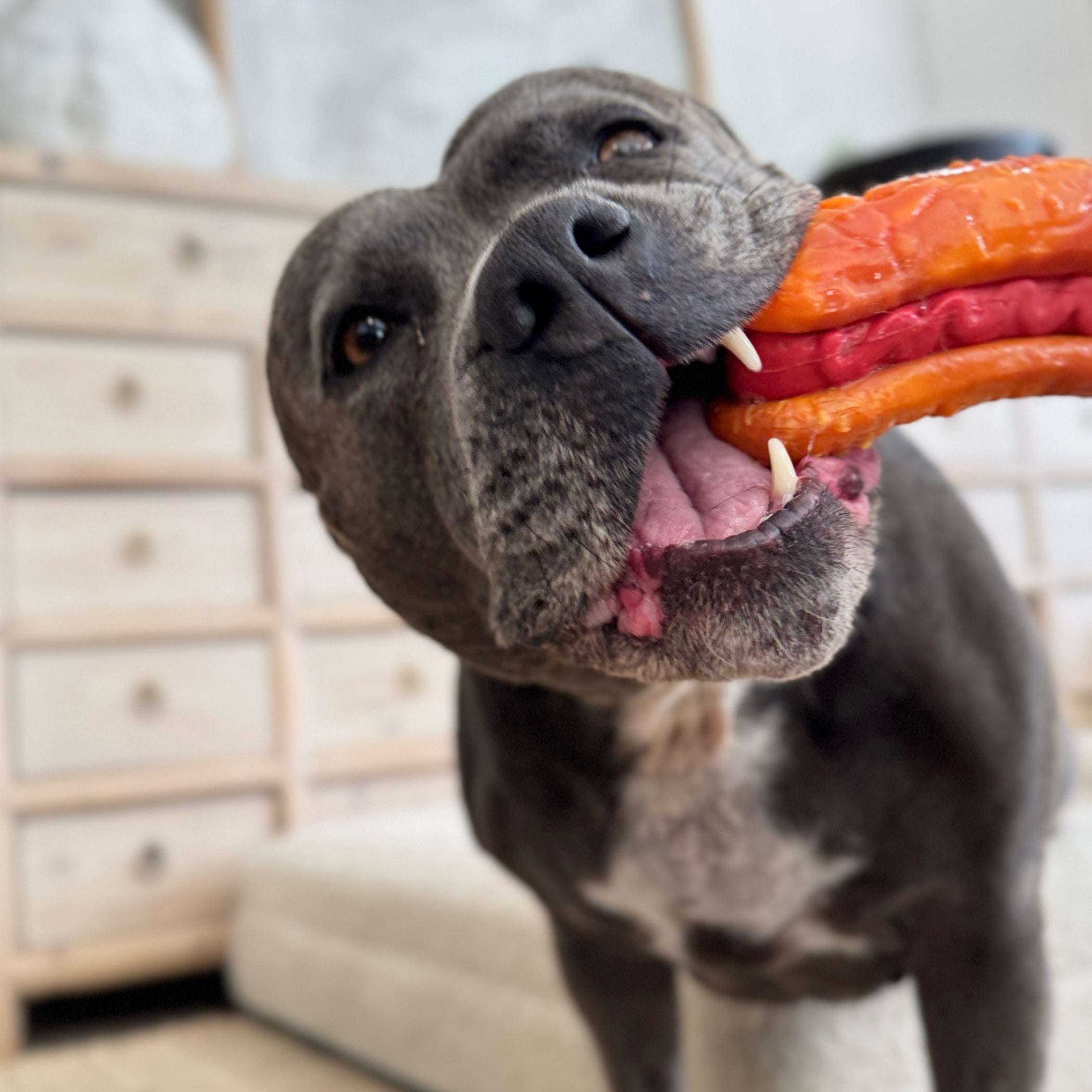 Treat & Toy Combo (PowerFlex™ Collection)