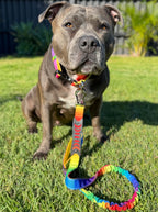 Anti Shock Bungee Leash