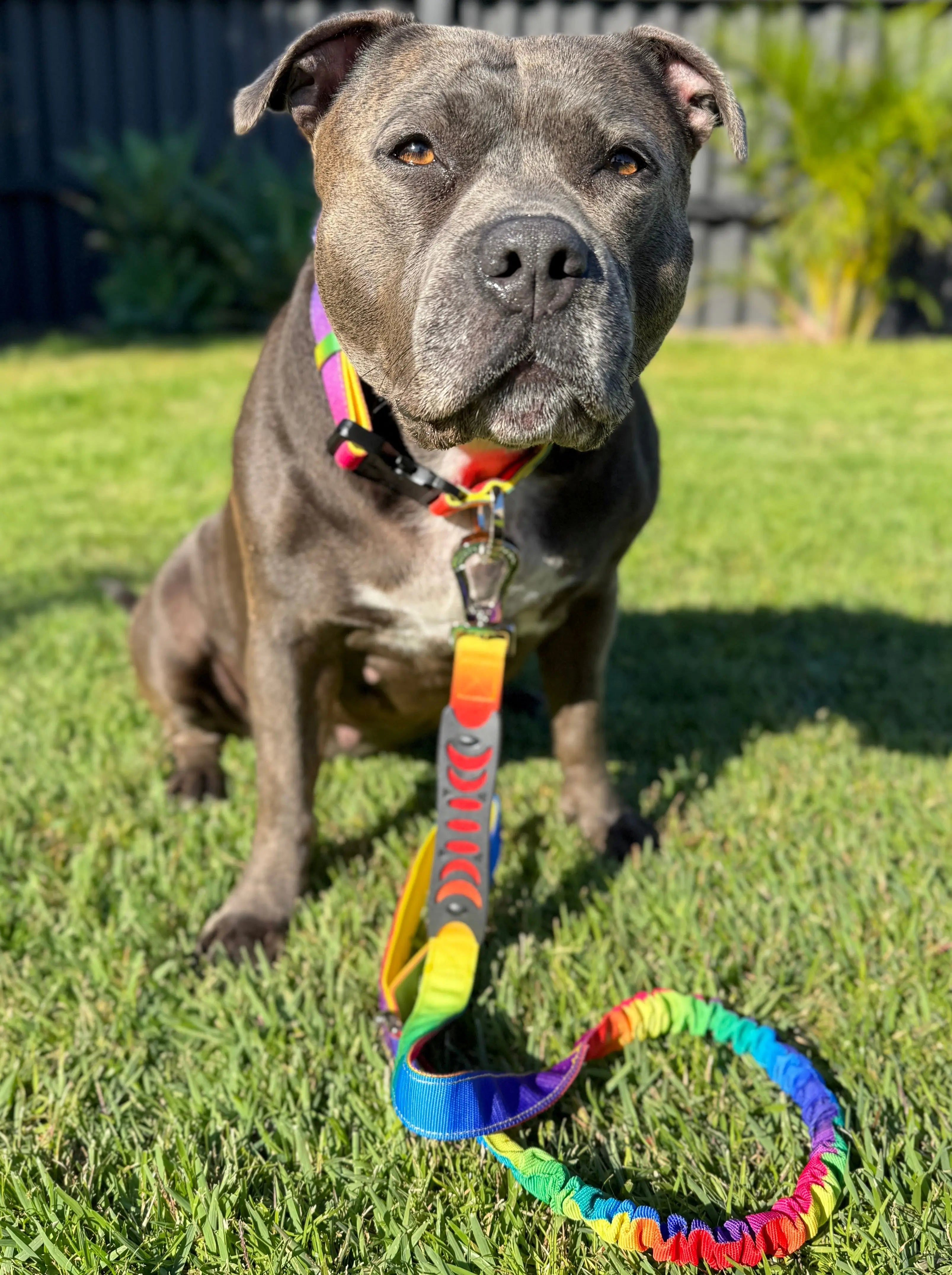 Anti Shock Bungee Leash