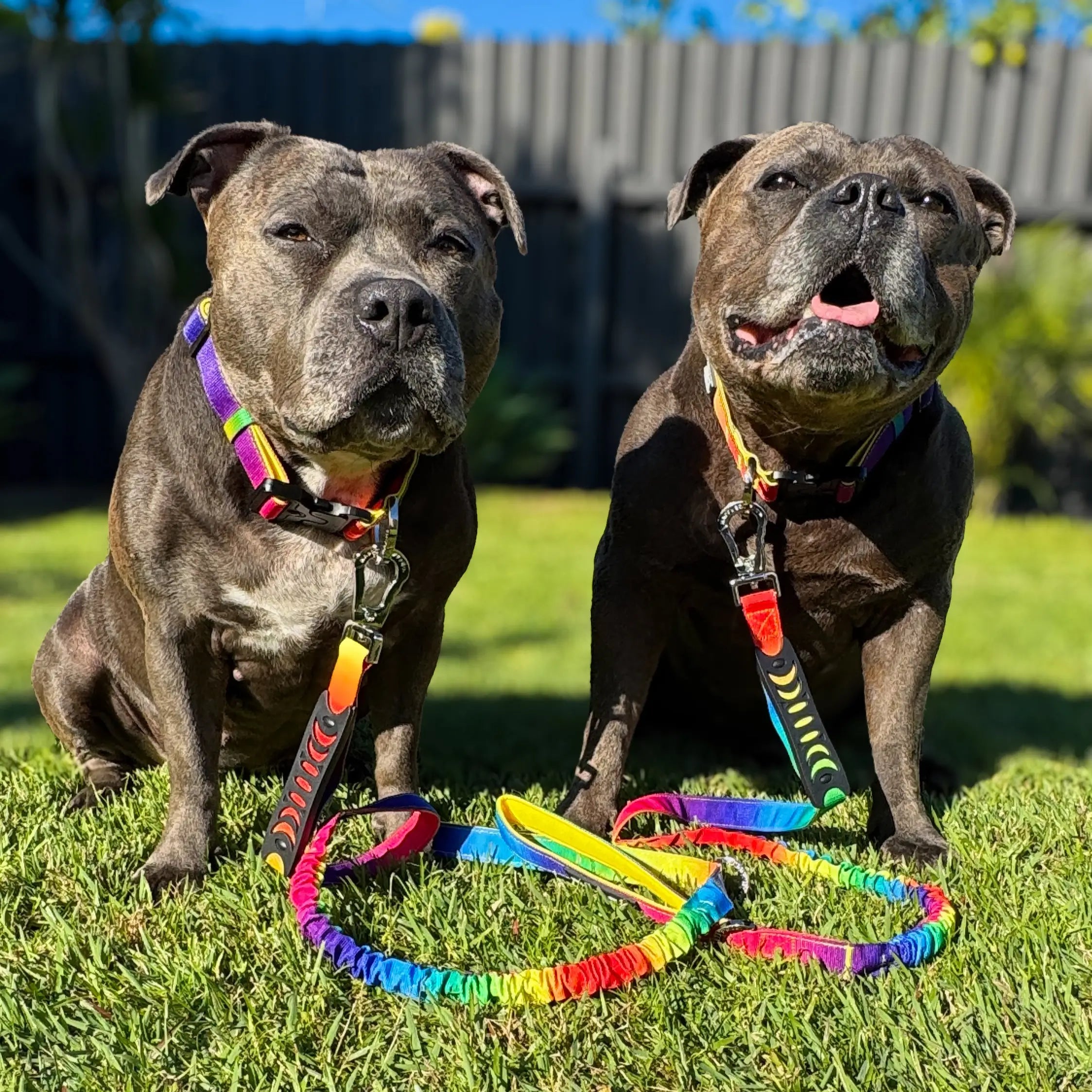 Anti Shock Bungee Leash