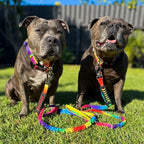 Durable Staffy Collar