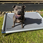 Nylan the blue staffy on chew proof bed