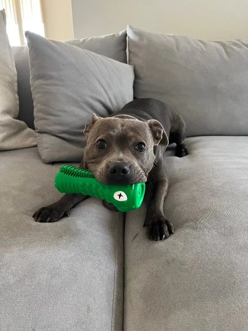 Crocodile Dental Chew