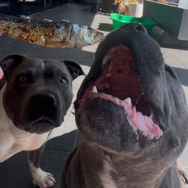 Wild Caught Sardines