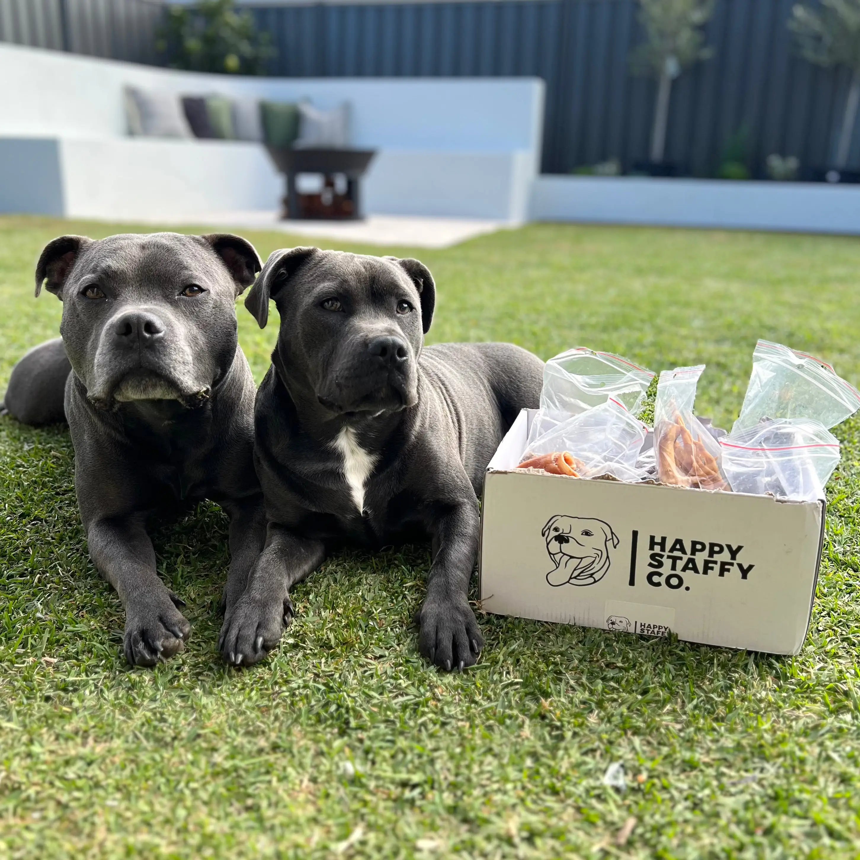 Premium Australian Pigs Ears