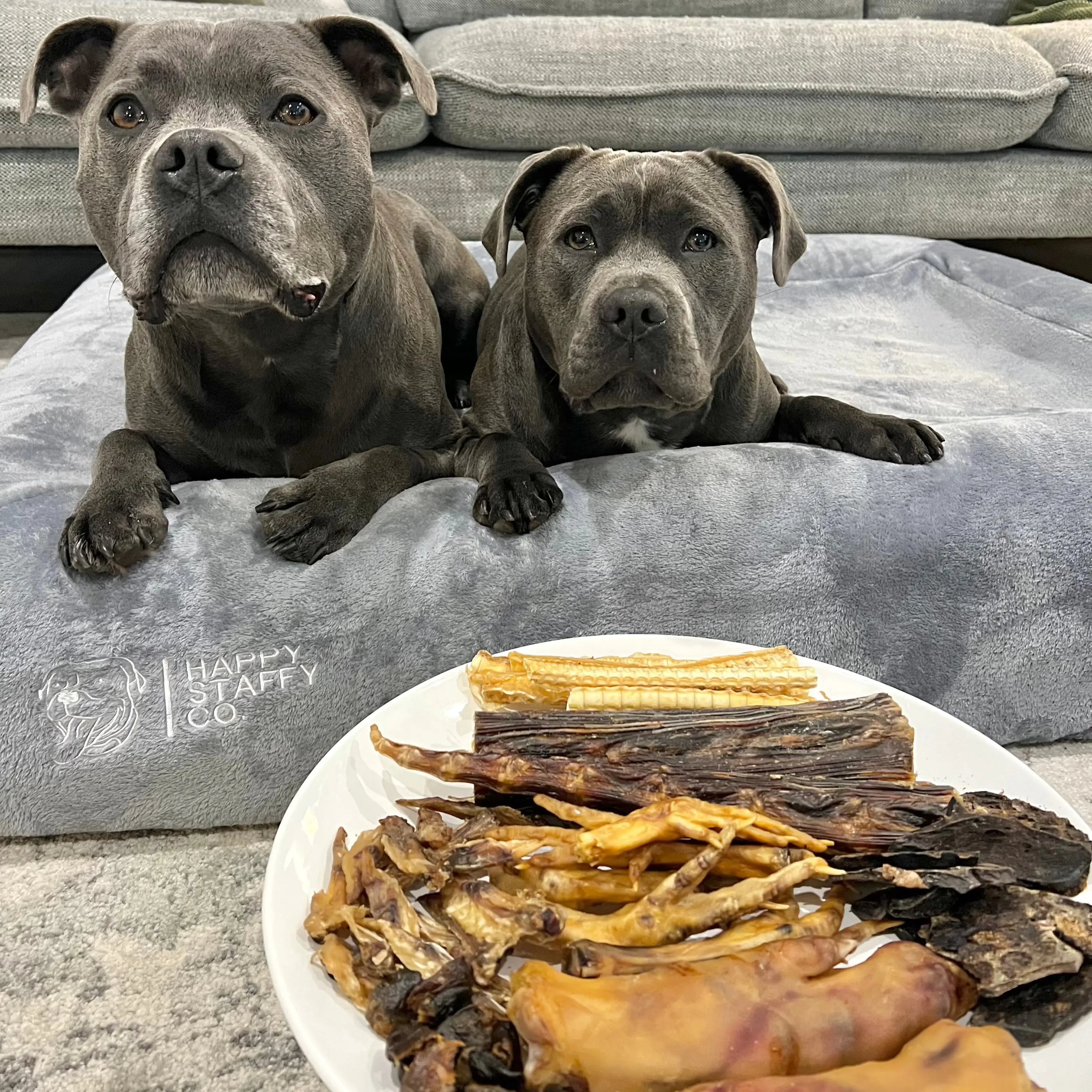 Treat & Toy Combo (PowerFlex™ Collection)