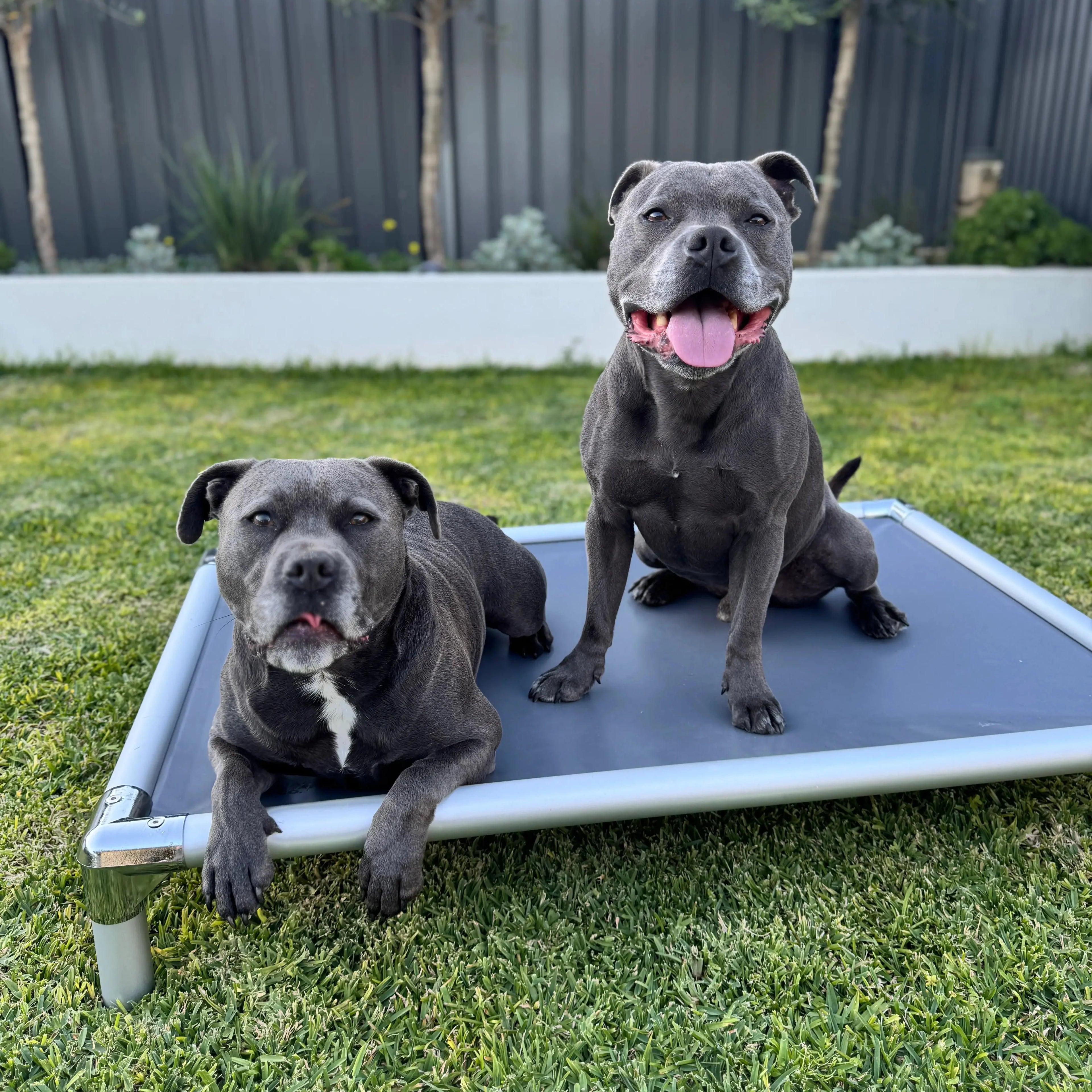 Chew-Proof Outdoor Dog Bed