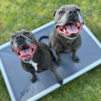 Chew-Proof Outdoor Dog Bed
