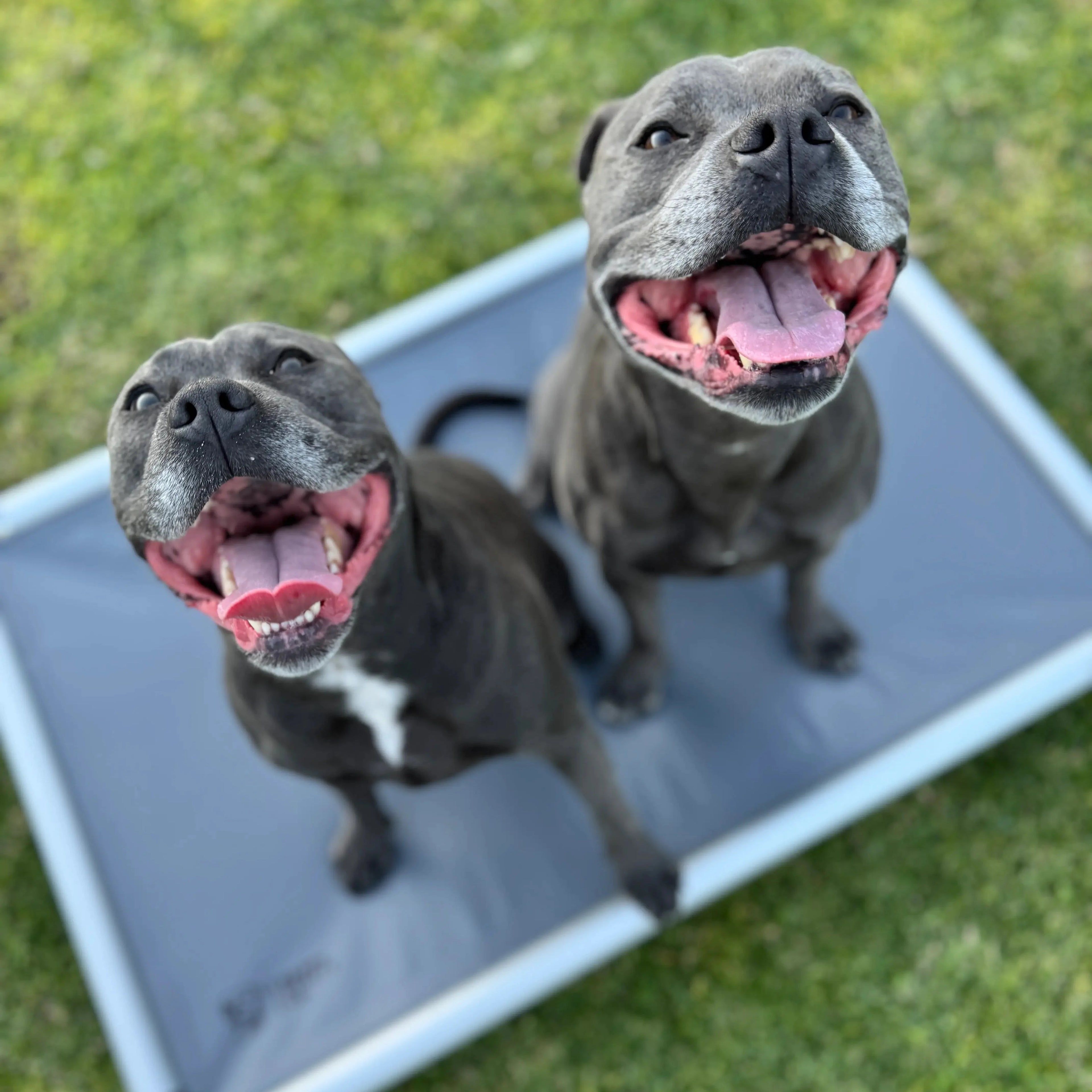 Chew-Proof Outdoor Dog Bed