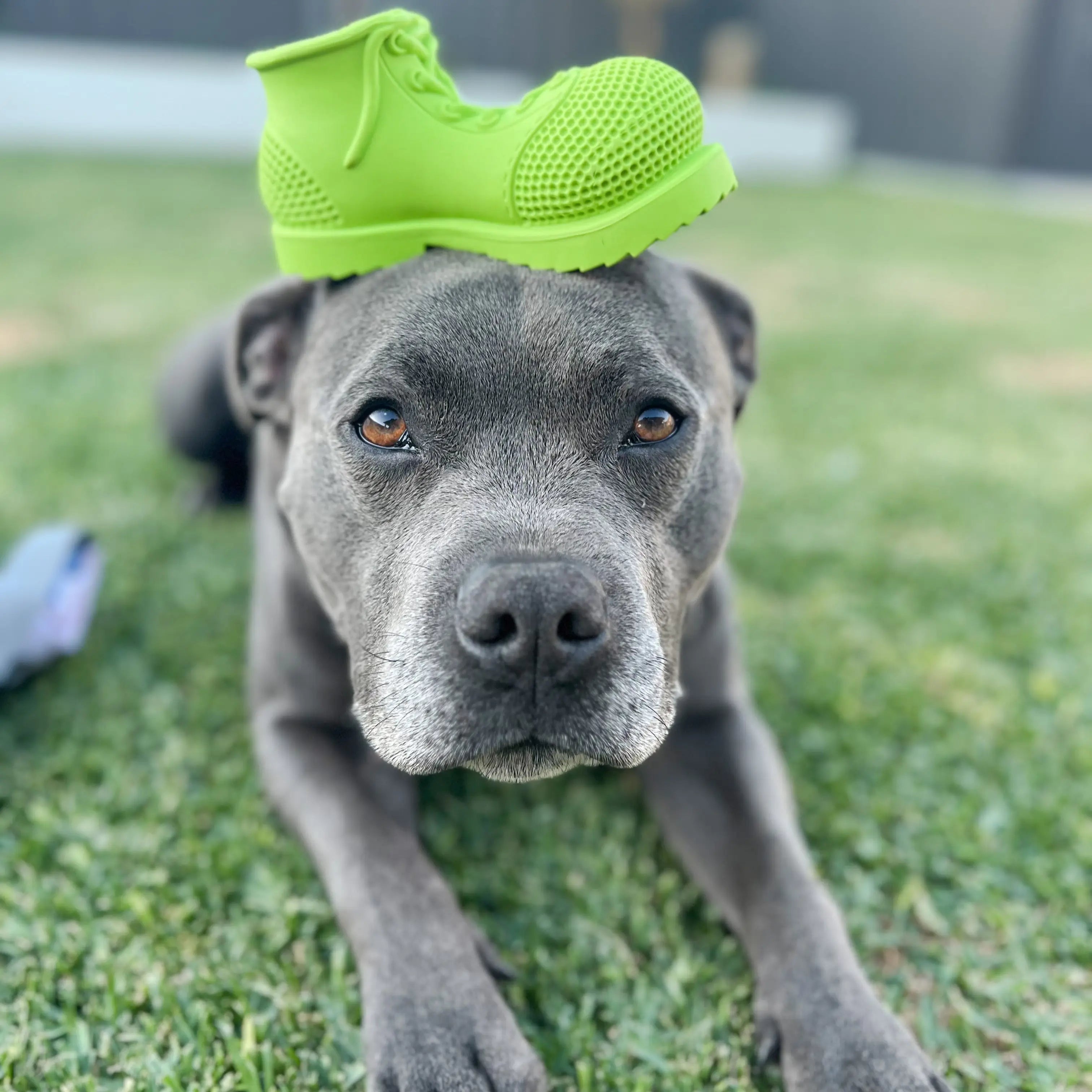 Squeaky Shoe