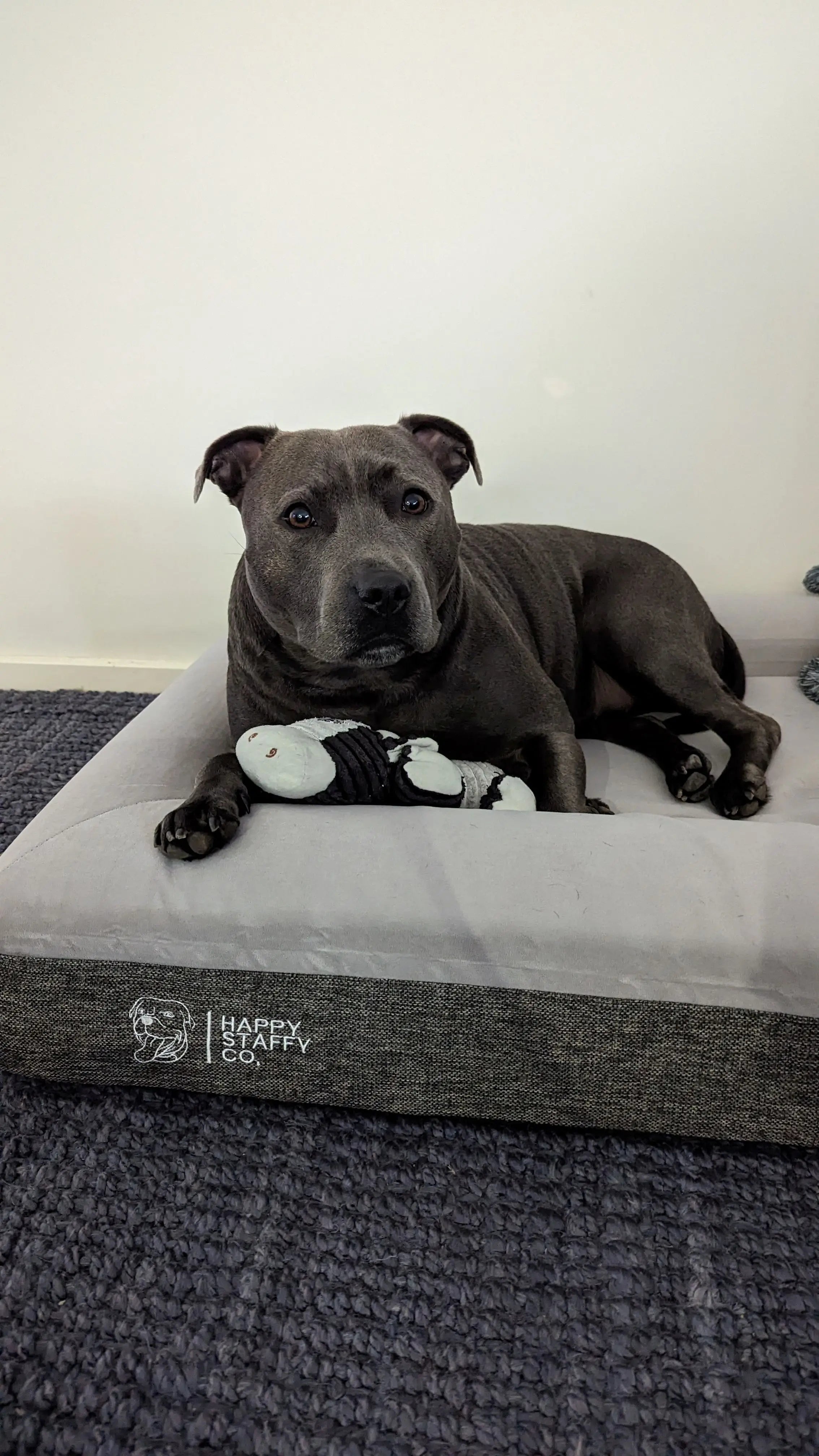 Orthopedic Memory Foam Bed + Durable Bed Cover Combo