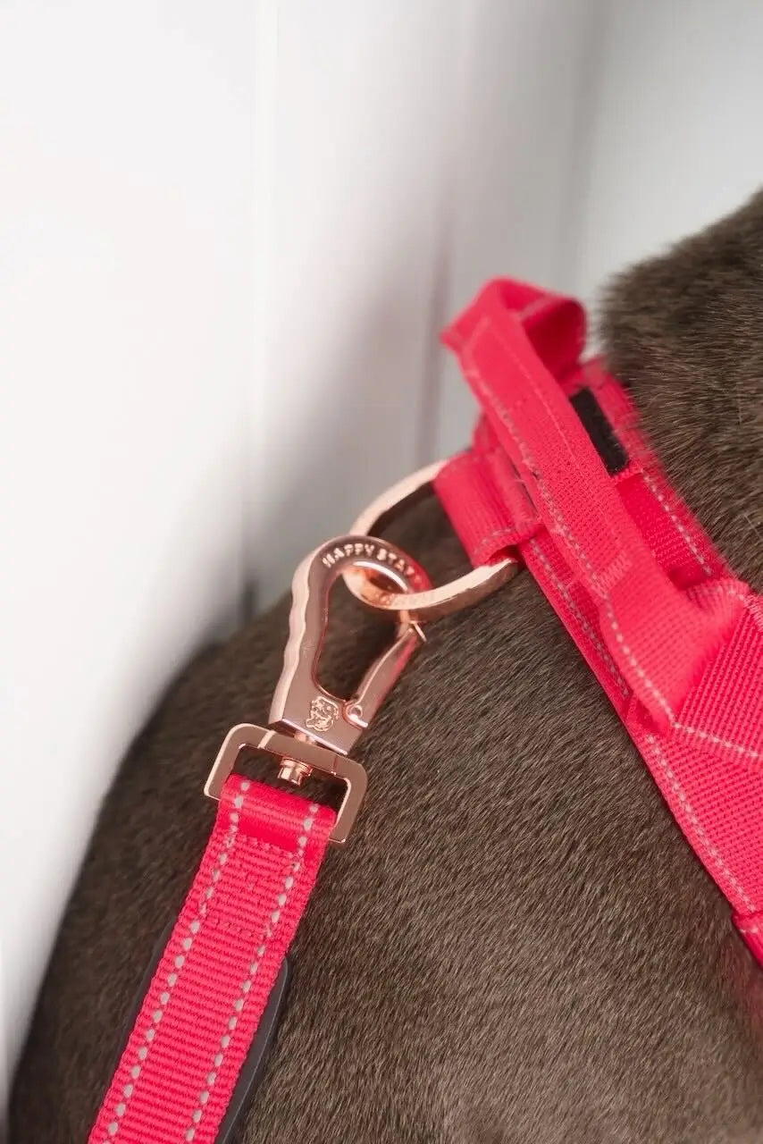 Anti Shock Bungee Leash
