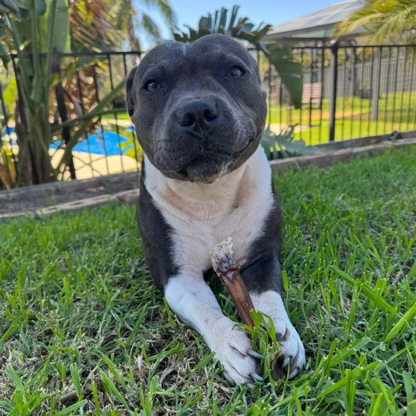 Bully Sticks (Beef Pizzle Thin)