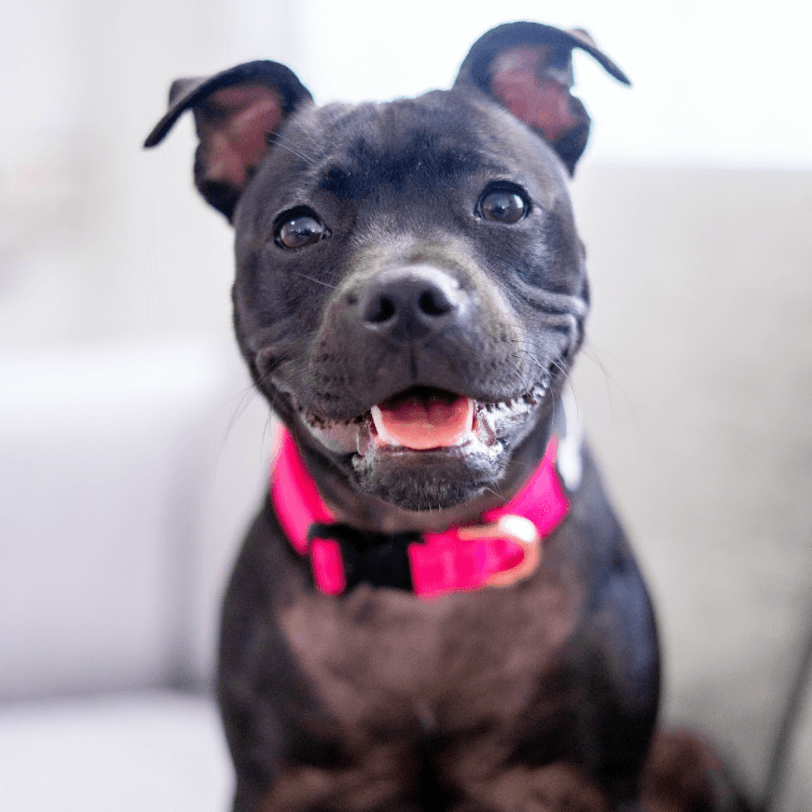 Durable Staffy Collar