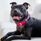 Durable Staffy Collar