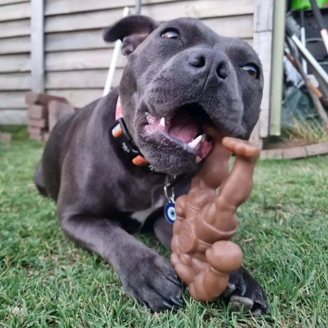 Staffy Schwarzenegger