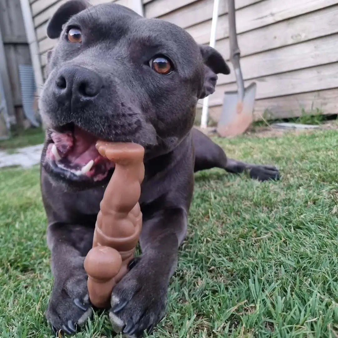 Staffy Balboa