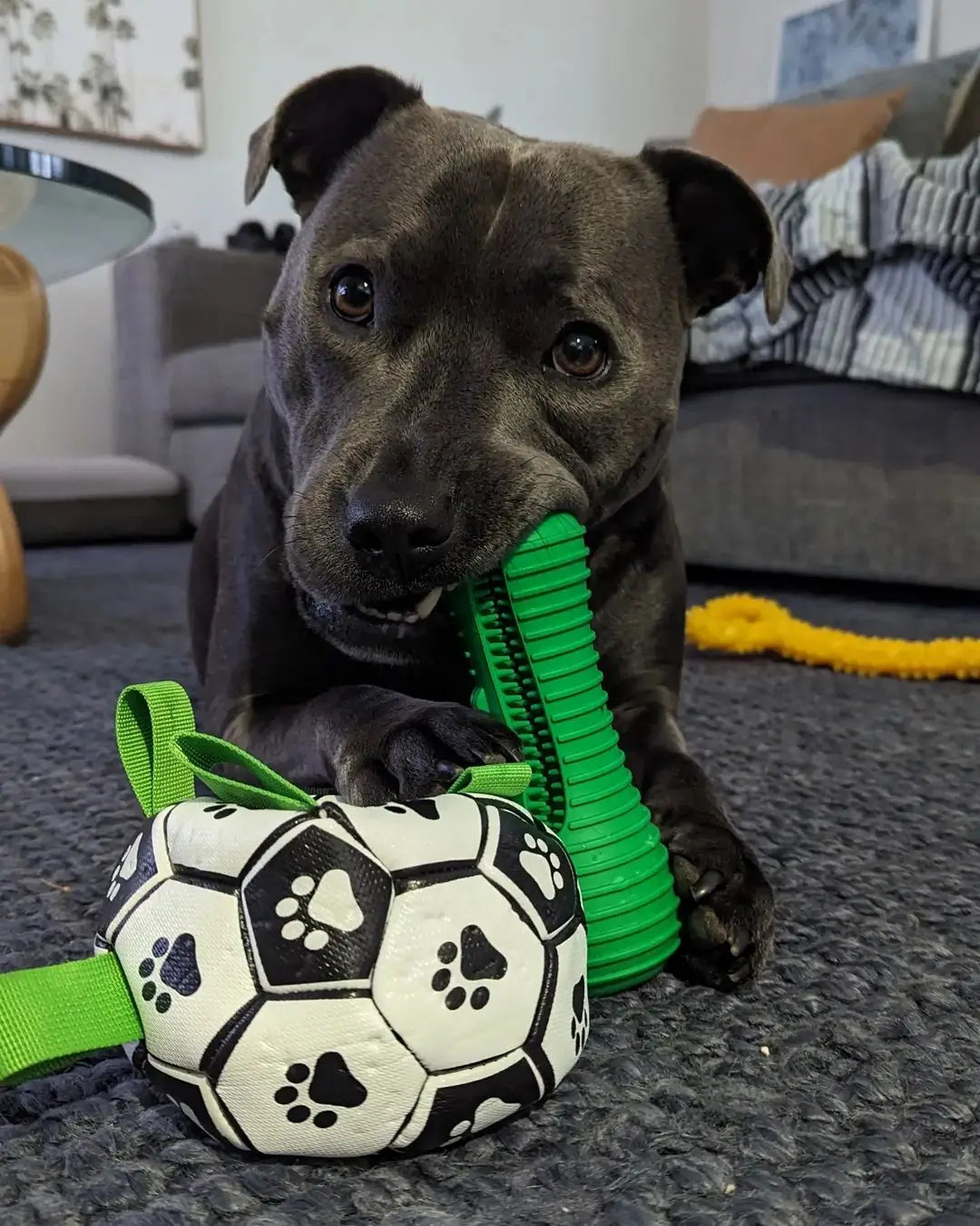 Crocodile Dental Chew
