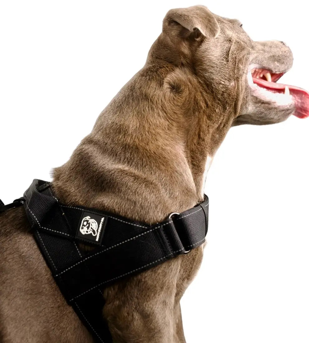Staffy Harness