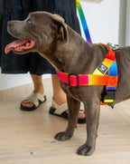 Staffy Harness