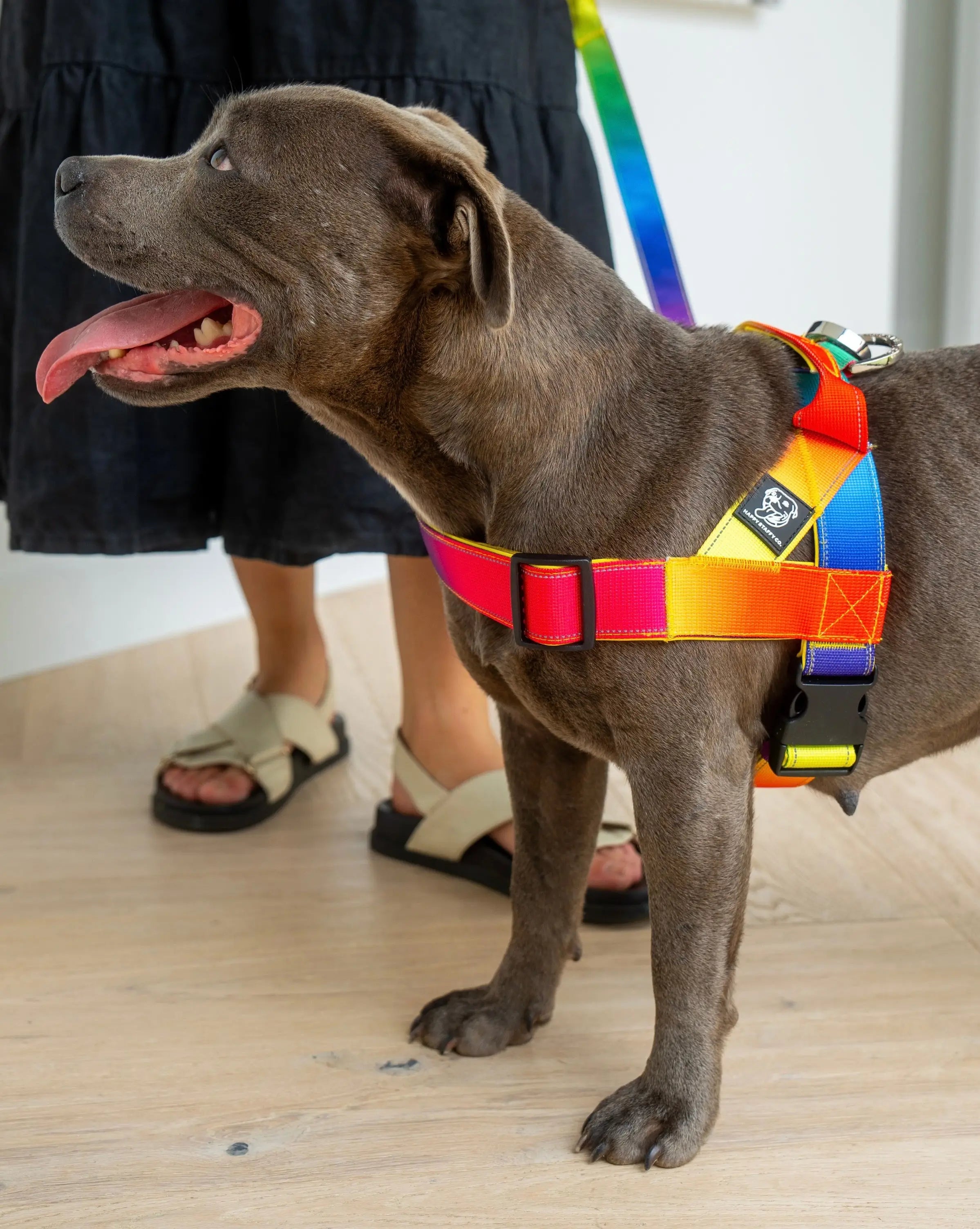 Staffy Harness