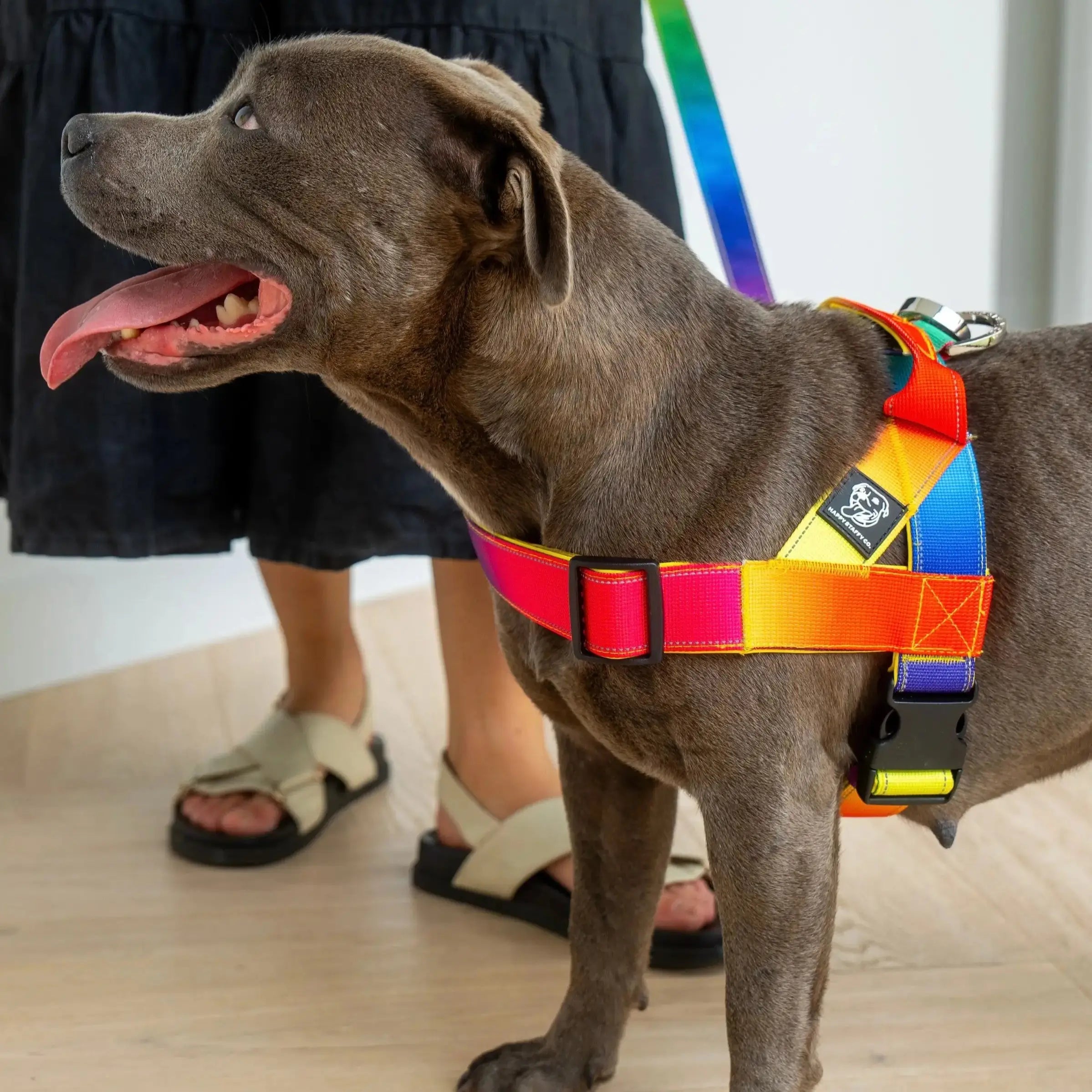 Walkies Starter Pack